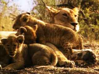 صور Kruger National Park متنزه وطني